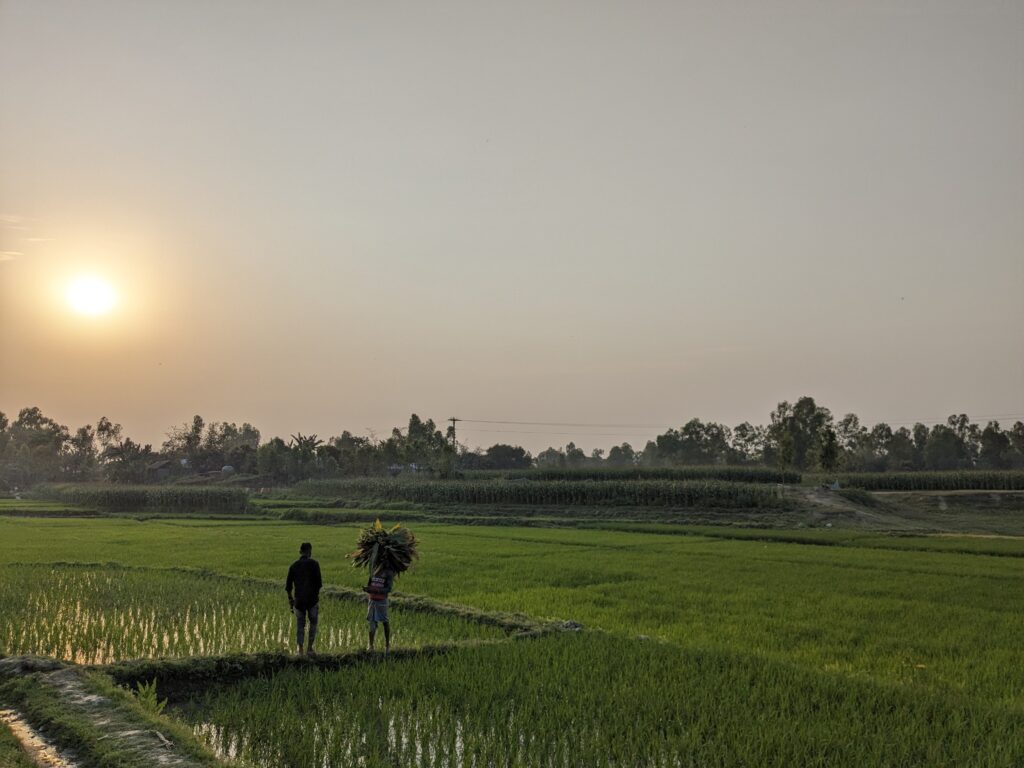 File photo: a rice field in Kurigram, Bangladesh (2024). Context image; not the Cumilla fair.